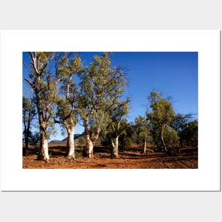 Gum trees in Outback Australia Posters and Art